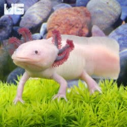 Albino Axolotls For Sale - Underground Reptiles