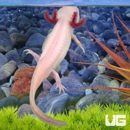 Albino Axolotls For Sale - Underground Reptiles