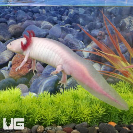 Albino Axolotls For Sale - Underground Reptiles