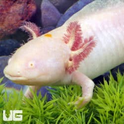 Blue Gill Leucistic Axolotls For Sale - Underground Reptiles