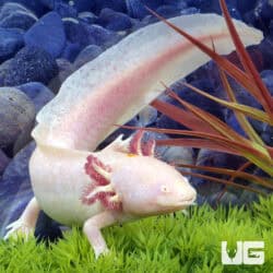 Blue Gill Leucistic Axolotls For Sale - Underground Reptiles