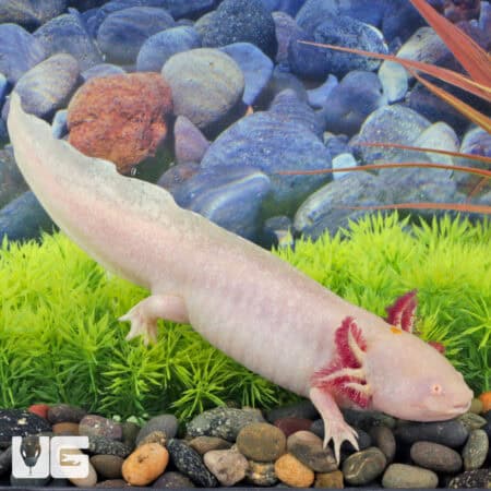Blue Gill Leucistic Axolotls For Sale - Underground Reptiles