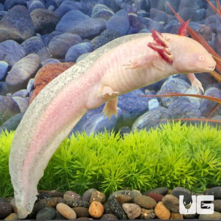 Blue Gill Leucistic Axolotls For Sale - Underground Reptiles