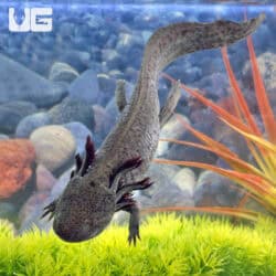 GFP Copper Axolotls For Sale - Underground Reptiles