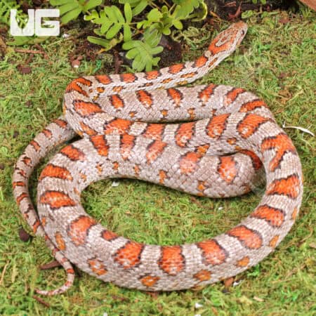 Adult Miami Cornsnakes (Pantherophis guttatus) For Sale - Underground Reptiles