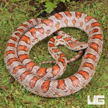 Adult Miami Cornsnakes (Pantherophis guttatus) For Sale - Underground Reptiles