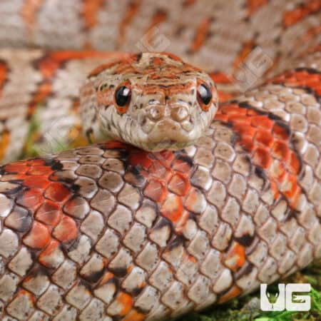 Adult Miami Cornsnakes (Pantherophis guttatus) For Sale - Underground Reptiles