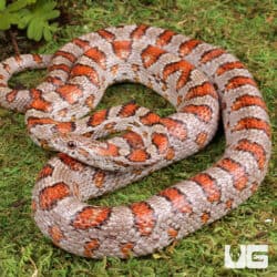 Adult Miami Cornsnakes (Pantherophis guttatus) For Sale - Underground Reptiles