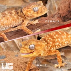 Adult Knobtail Gecko (Nephrusus levis) For Sale - Underground Reptiles