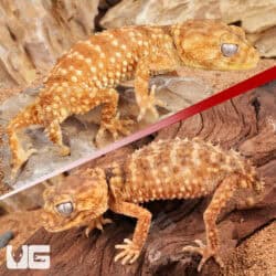 Adult Knobtail Gecko (Nephrusus levis) For Sale - Underground Reptiles