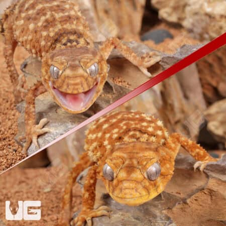 Adult Knobtail Gecko (Nephrusus levis) For Sale - Underground Reptiles