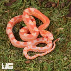 Baby Amel Scaleless Het Snow Cornsnakes (Pantherophis guttatus) For Sale - Underground Reptiles