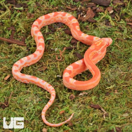 Baby Amel Scaleless Het Snow Cornsnakes (Pantherophis guttatus) For Sale - Underground Reptiles