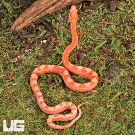 Baby Amel Scaleless Het Snow Cornsnakes (Pantherophis guttatus) For Sale - Underground Reptiles