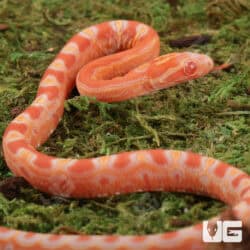 Baby Amel Scaleless Het Snow Cornsnakes (Pantherophis guttatus) For Sale - Underground Reptiles