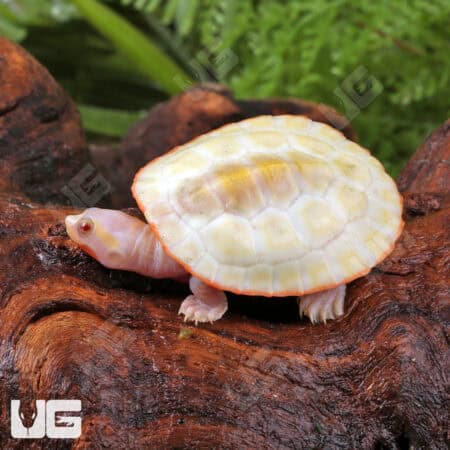 Baby Albino Pinkbelly Sideneck Turtles For Sale - Underground Reptiles