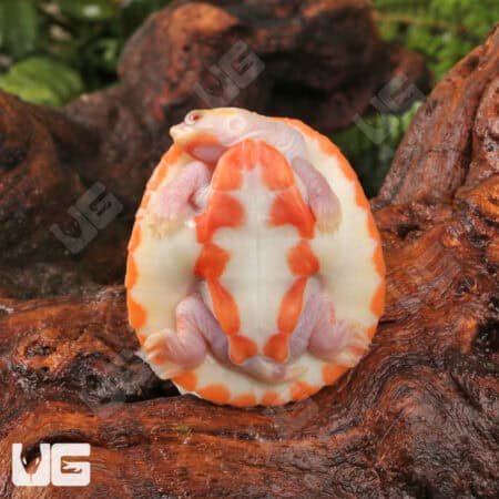 Baby Albino Pinkbelly Sideneck Turtles For Sale - Underground Reptiles