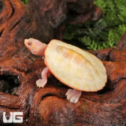 Baby Albino Pinkbelly Sideneck Turtles For Sale - Underground Reptiles