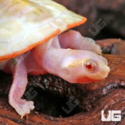 Baby Albino Pinkbelly Sideneck Turtles For Sale - Underground Reptiles