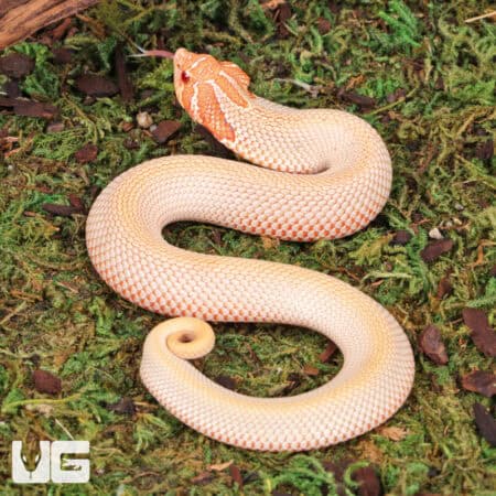 Baby Albino Super Anaconda Hognose Snakes For Sale - Underground Reptiles