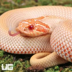 Baby Albino Super Anaconda Hognose Snakes For Sale - Underground Reptiles