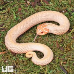 Baby Albino Super Anaconda Hognose Snakes For Sale - Underground Reptiles