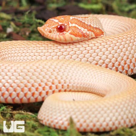 Baby Albino Super Anaconda Hognose Snakes For Sale - Underground Reptiles