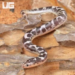 Baby Anery Kenyan Sand Boas For Sale - Underground Reptiles