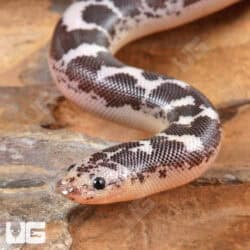 Baby Anery Kenyan Sand Boas For Sale - Underground Reptiles