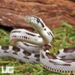 Baby Anery Motley Cornsnake (Pantherophis guttatus) For Sale - Underground Reptiles