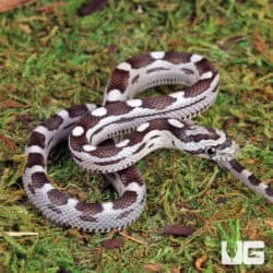 Baby Anery Motley Cornsnake (Pantherophis guttatus) For Sale - Underground Reptiles