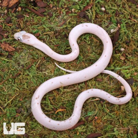 Baby Anery Palmetto Cornsnake For Snake - Underground Reptiles