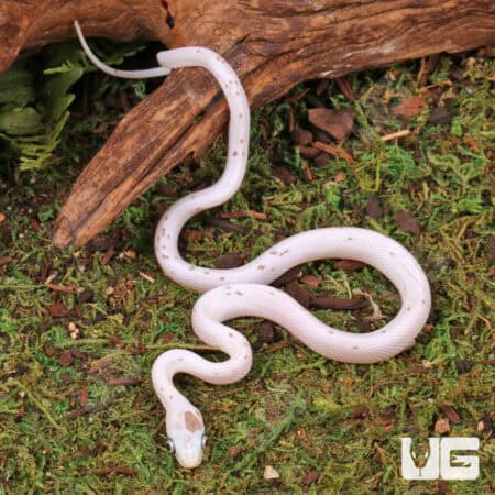 Baby Anery Palmetto Cornsnake For Snake - Underground Reptiles