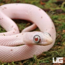 Baby Anery Palmetto Cornsnake For Snake - Underground Reptiles