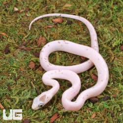 Baby Anery Palmetto Cornsnake For Snake - Underground Reptiles