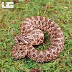 Baby Arctic Het Albino Hognose Snake For Sale - Underground Reptiles