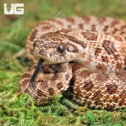 Baby Arctic Het Albino Hognose Snake For Sale - Underground Reptiles