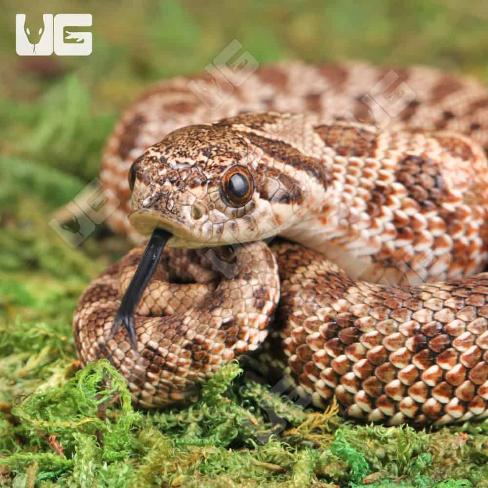 Baby Arctic Het Albino Hognose Snake For Sale - Underground Reptiles