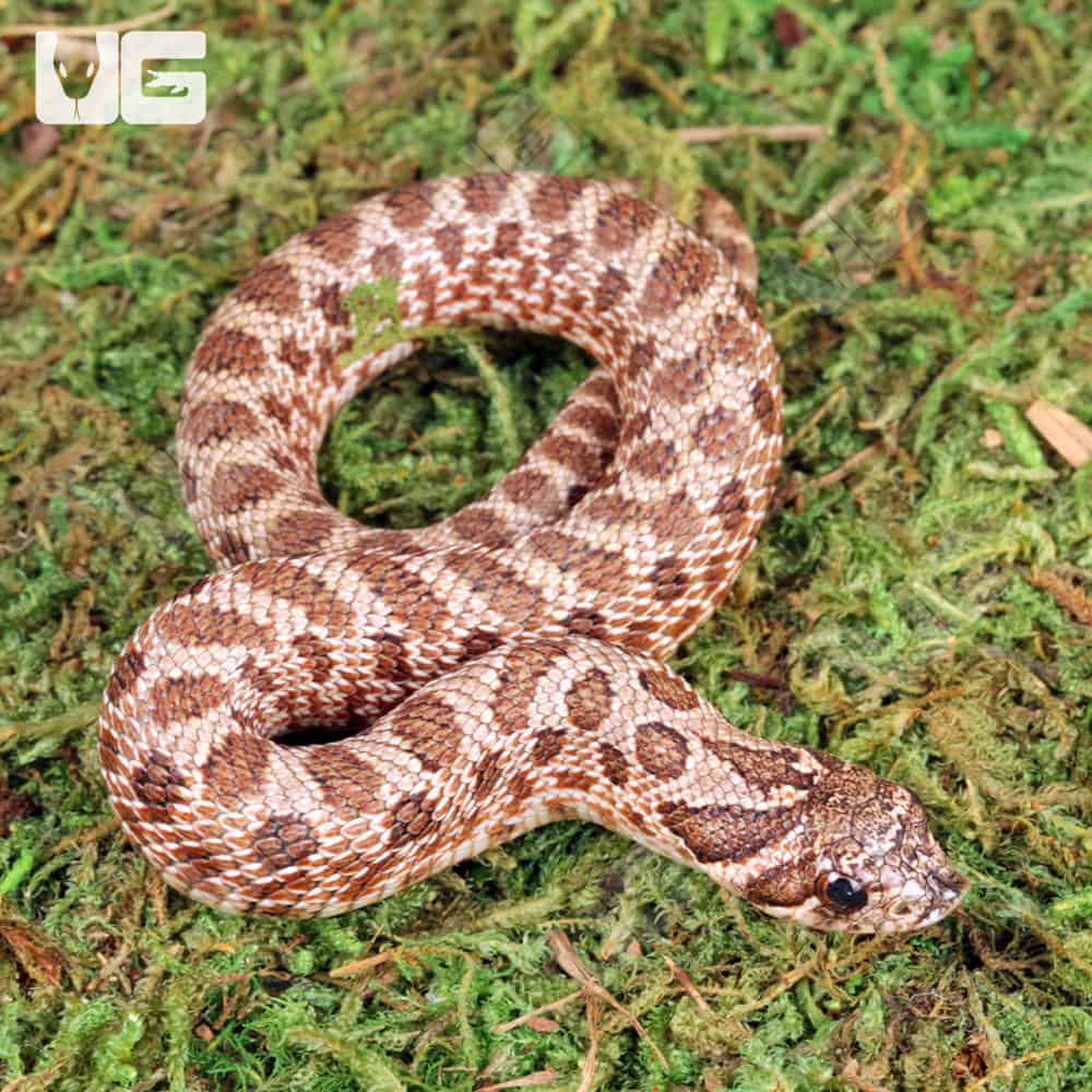 Baby Arctic Het Albino Hognose Snake For Sale - Underground Reptiles