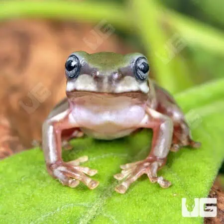Baby Australian Blue Eyed Dumpy Tree Frog (Litoria caerulea) For Sale - Underground Reptiles