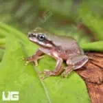 Baby Australian Blue Eyed Dumpy Tree Frog (Litoria caerulea) For Sale - Underground Reptiles