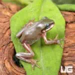 Baby Australian Blue Eyed Dumpy Tree Frog (Litoria caerulea) For Sale - Underground Reptiles