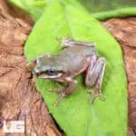 Baby Australian Blue Eyed Dumpy Tree Frog (Litoria caerulea) For Sale - Underground Reptiles
