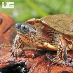 Baby Black Wood Turtles For Sale - Underground Reptiles