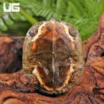 Baby Black Wood Turtles For Sale - Underground Reptiles