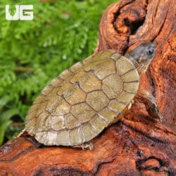 Baby Black Wood Turtles For Sale - Underground Reptiles