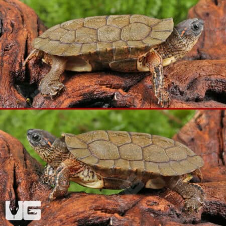 Baby Black Wood Turtles For Sale - Underground Reptiles