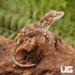 Baby Orange Blotched Gargoyle Geckos (Rhacodactylus auriculatus) For Sale - Underground Reptiles