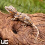 Baby Orange Blotched Gargoyle Geckos (Rhacodactylus auriculatus) For Sale - Underground Reptiles