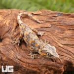 Baby Orange Blotched Gargoyle Geckos (Rhacodactylus auriculatus) For Sale - Underground Reptiles